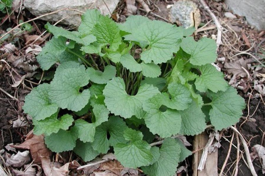 Bud Buds and Garlic Mustard Vermont Invasives